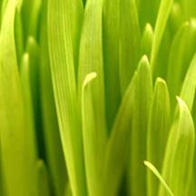 服务器攻击方式